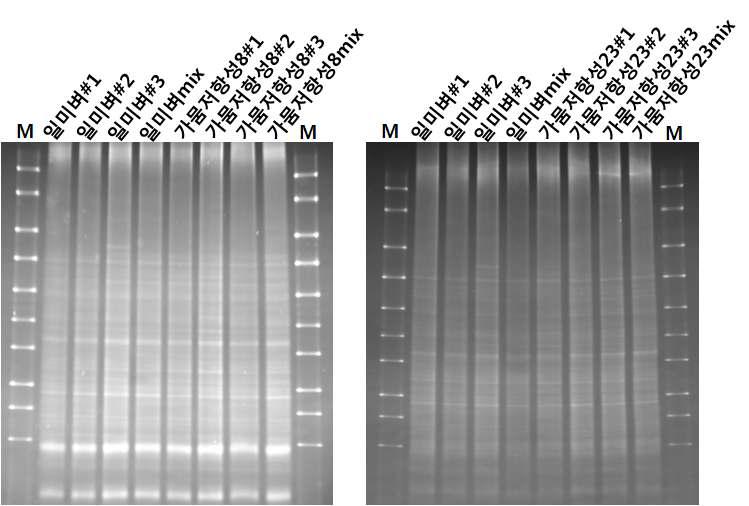 일미벼와 가뭄저항성벼 8월 근권토양 DGGE분석(V3 region)