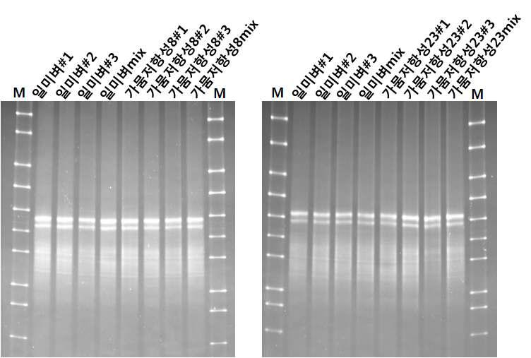 일미벼와 가뭄저항성벼 8월 근권토양 DGGE분석(V9 region)