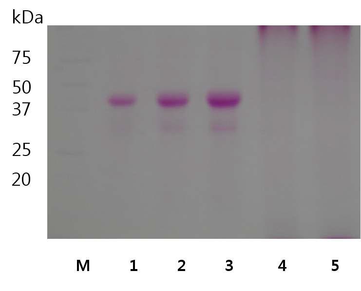 가뭄저항성 벼의 Glycosylation 검정