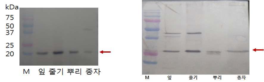 가뭄저항성 벼 부위별 PAT 및 CaMsrB2 단백질 발현 검정