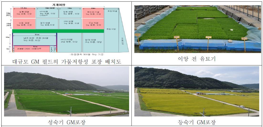 ‘12년 가뭄 저항성 벼(CaMsrB2)의 2계통 GM작물 포장전개