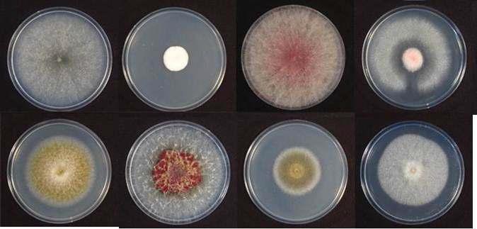 이삭마름병 균검출율 조사배지로부터 분리한 다양한 종류의 곰팡이