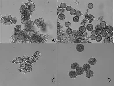 그림 1-5. 알렉산더 염색법에 의한 화분 세포질 유무 확인 A: 화분 세포질이 없는 화분(JG21-MS), B: 화분 세포질이 있는 화분과 없는 화분이 공존 (JG21-MS), C: 화분 세포질이 없는 화분(JG21-MS), D: 화분 세포질이있는 화분(WT)