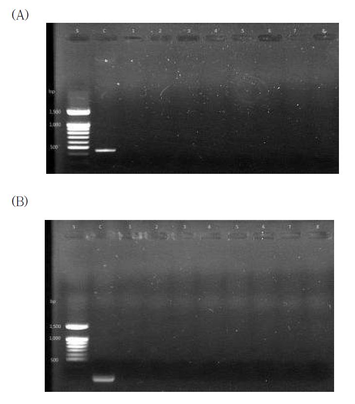 그림 2-1. PCR을 이용한 bar 유전자 (A)와 hpt 유전자 (B)의 탐색