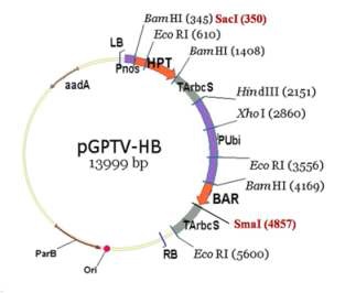 그림3-1. pGPTV-HB의 plasmid map