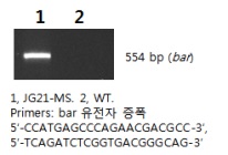 그림3-2. JG21-MS 내에서 bar 유전자의 확인