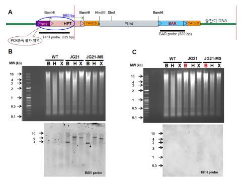 그림3-3. JG21, JG21-MS 들잔디에 도입된 BAR 및 HPH 의 genomic Southern blot 분석.