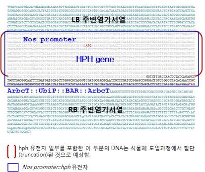 그림3-5. HPH 유전자 절단 위치를 설명하기 위한 T-DNA의 왼쪽 (LB) 부위와 LB 주변의 염기서열. 녹색, LB 및 RB의 주변염기서열: 회색, 절단된 nos promoter::HPH: 검정색, 들잔디로 도입된 HPH 유전자의 3‘ 말단 부분