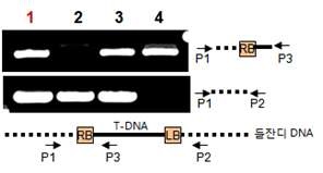 그림3-6. JG21-MS 내 T-DNA의 유전자형 조사
