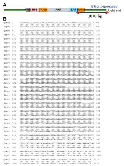 그림3-7. 방사선 처리에 의한 T-DNA 주변염기서열의 돌연변이 발생가능성 조사. A.PCR 증폭 위치가 표시된 유전자 지도. B. JG21과 JG21-MS 염기서열 상동성 비교. T-DNA 우측 말단과 들잔디 DNA 930 bp를 포함하고 있는 총 1078 bp의 염기서열에서 100% 일치함.