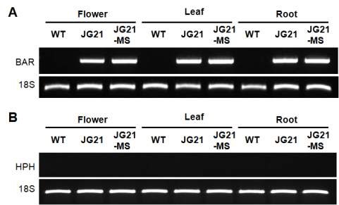 그림3-9. JG21 및 JG21-MS에서 BAR 및 HPH 유전자 발현을 확인하기 위한 RT-PCR.