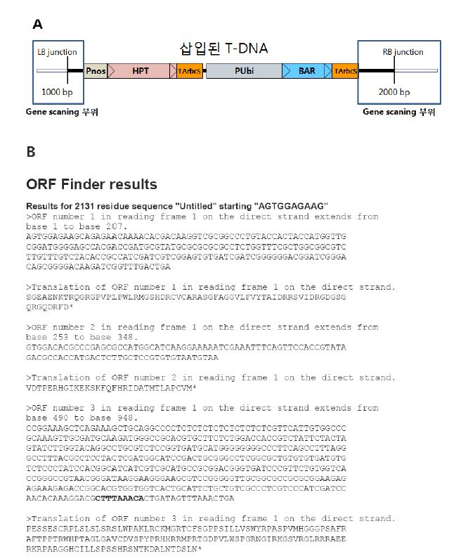 그림3-10. T-DNA와 주변염기의 연결 부위 염기서열의 ORF 및 유전자가능성 검색