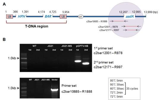 그림3-12. T-DNA 바깥영역 유전자의 도입 가능성 평가. A. 유전자지도 및 실험설계. B. PCR 실험결과. B위쪽 그림은 보다 정확한 평가를 위해 nested PCR을 수행한 것임. JG21과 JG21-MS 모두 T-DNA 바깥 영역의 DNA는 도입되지 않은 것으로 조사되었음.