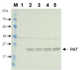 그림3-13. 들잔디 잎에서 도입유전자 (BAR )의 발현 단백질 (PAT) 검정. A, JG21, JG21-MS의 잎에서 Western blot 분석. M, 단백질 분자량 마커. 1, WT. 2,3; JG21. 4,5. JG21-MS.