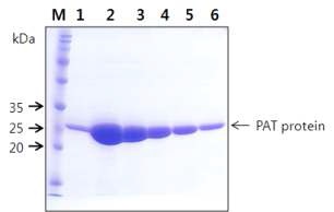 그림3-14. 항체 생산을 위한 PAT단백질의 정제. M, 단백질 분자량 마커. 1-6, purified PAT protein fraction from E. coli.