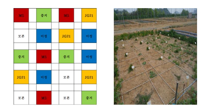 그림 4-1. 2011년도 충북 청원군 오창읍 생명공학연구원 격리포장 내 조성된 실험 모식도 및 재배사진