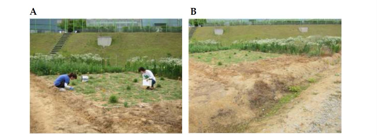 그림 5-6. 오창 GMO포장 GM들잔디 산포조사 A. GM들잔디 주변 산포조사. B. GM들잔디 재배지 주변 배수로.