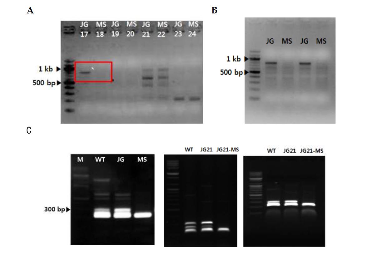 그림 5-10. JG21-MS 판별시스템 개발. A. RAPD 수행결과. B. 재확인 PCR. C. 특이적 프라이머 이용 PCR 및 반복 패턴. WT : 야생종 들잔디, JG : JG21잔디, MS : JG21-MS잔디, 17~24 : random primer 번호