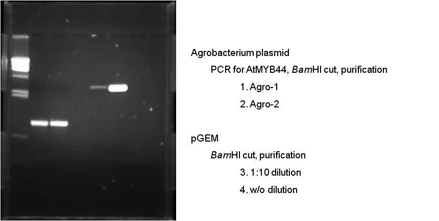 그림 4. Agrobacterium에서 추출한 plasmid의 insert 증폭