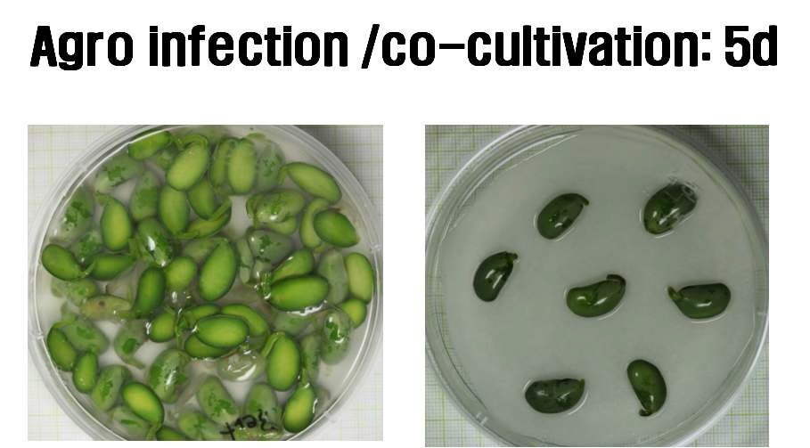 그림 7. 콩 explant와 Agrobacterium의 co-cultivation