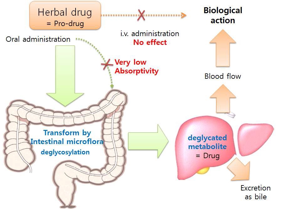 그림 3. 천연물 배당체의 장내 대사를 통한 체내 흡수