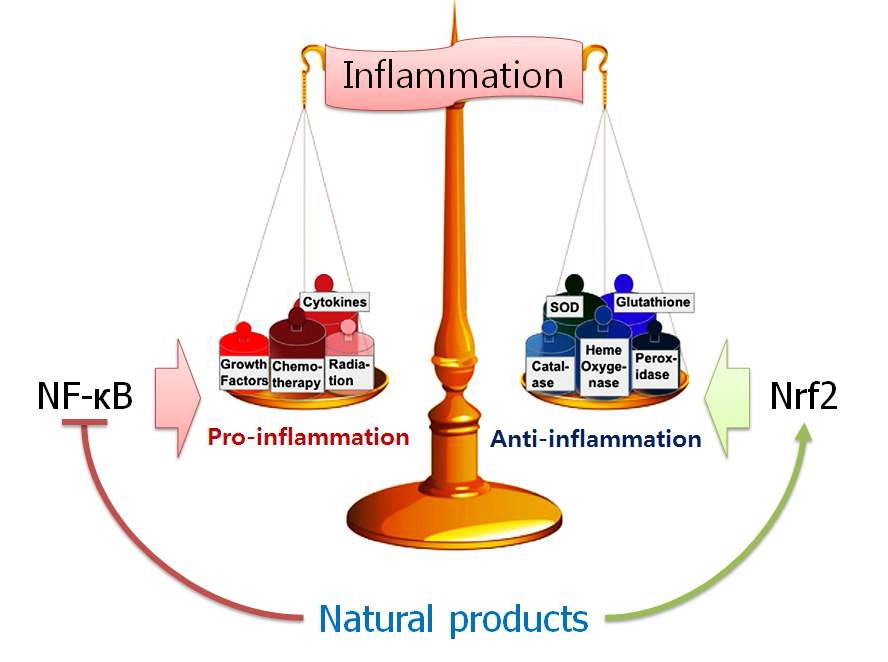그림 1. NF-kB와 Nrf2에 의한 염증조절과 천연물