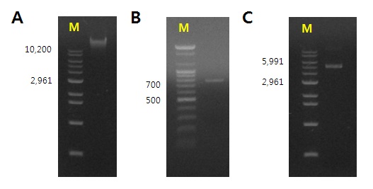 Figure. Isolated chromosomal DNA from E.coli BL21(DE3) [A], PCR product of bioH [B], and bioH in pET28a(+) vector