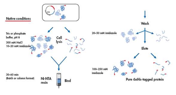 Figure. Purification step of 6x His-tagged protein using Ni-NTA column