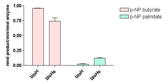 Figure. Rates of p-nitrophenol production by bioH and bioHs