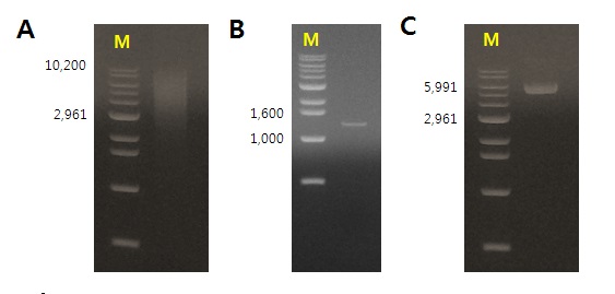 Figure. Isolated chromosomal DNA from A. terreus [A], PCR product of LovD [B], and LovD in pCW vector