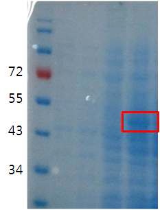 Figure. Expression of LovD in E. coli and Purification by affinity column chromatography