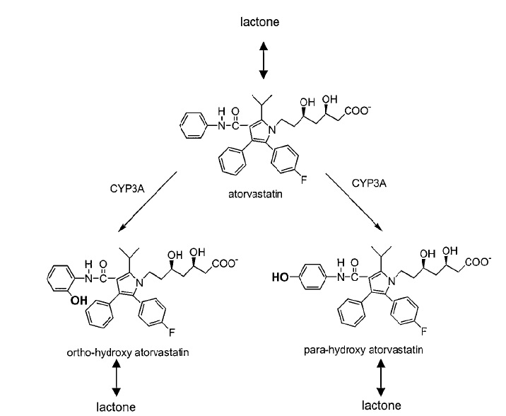 Figure. Atorvastatin의 대사과정 및 P450 3A4에 의한 hydroxylated products의 생성