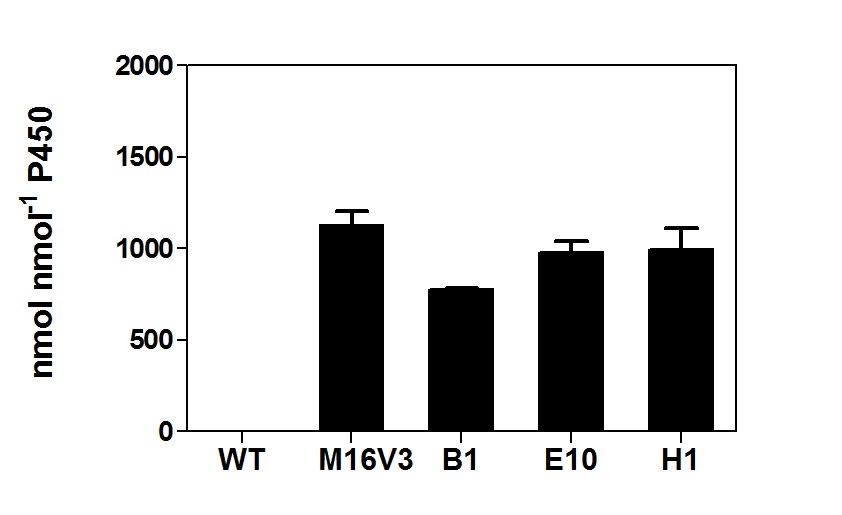 Fig 14. Total turnover numbers (TTNs) of monacolin J metabolites by CYP102A1 chimera and its mutants.