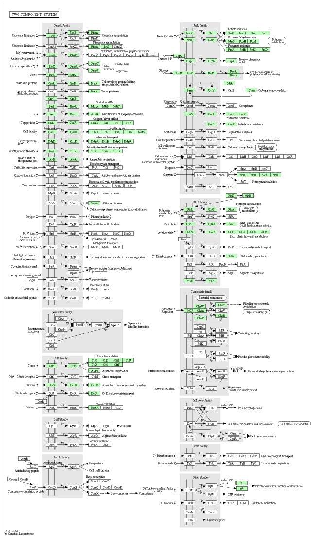 Two-component system of Escherichia coli