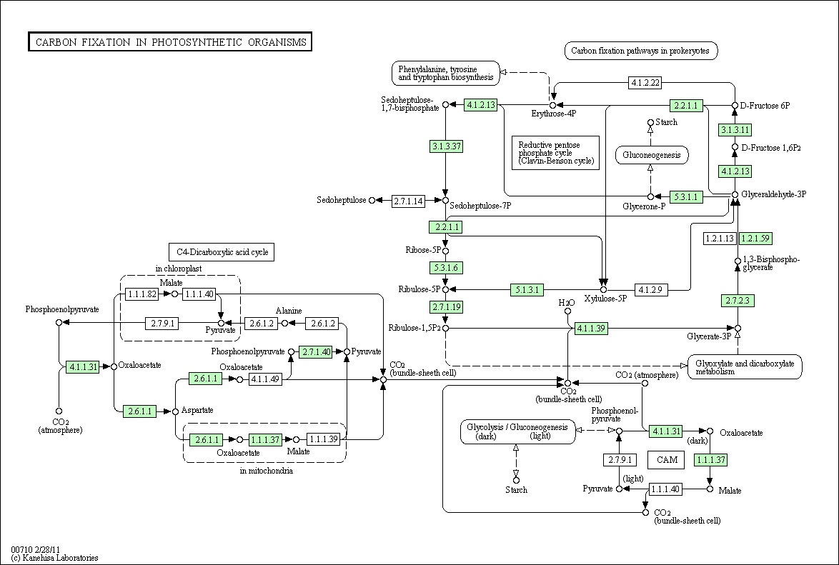 Photosynthesis network of Synechocystis sp. PCC6803