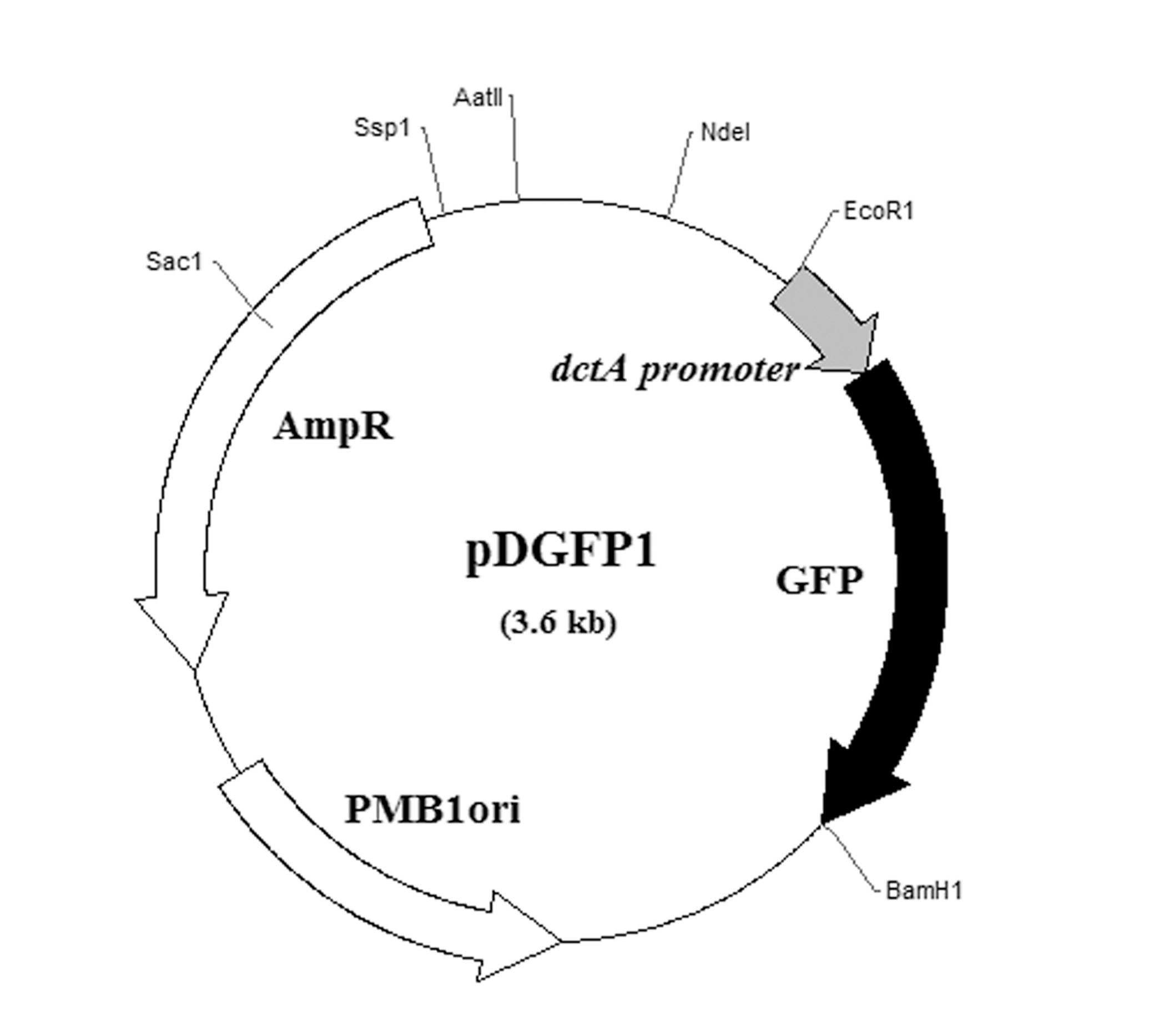 Fumarate 감지 신호전달네트워크 플라스미드