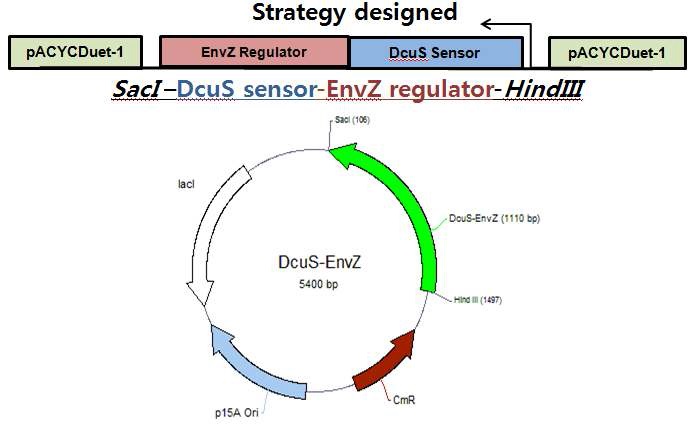 DcuS-EnvZ chimera TCS