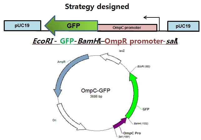 OmpC-GFP reporter TCS