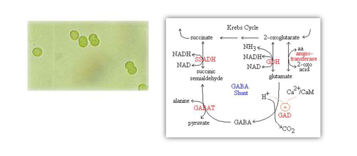 Synechocystis PCC6803 및 metabolic network