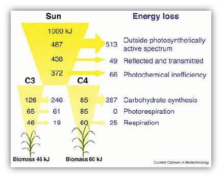 비효율적 광합성에 의해 손실되는 막대한 태양에너지