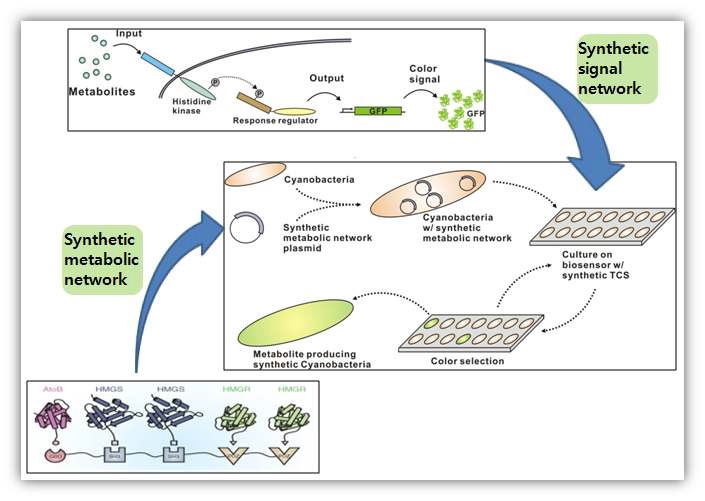 (위)대장균의 신호전달네트워크를 합성하여 외부의 대사산물을 감지할 수 있는 바이오센서 제 작. (아래)광합성미생물의 대사네트워크를 합성하여 유용 대사산물을 과량생산하는 균주 제작. (중간)과량생산균주 후보군을 바이오센서위에서 배양함으로서 HPLC분석 등이 필요 없이 색변화 만으로 과량생산 균주 스크리닝 가능.