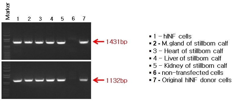 그림 5. PCR analysis of stillborn cloned hINF calf