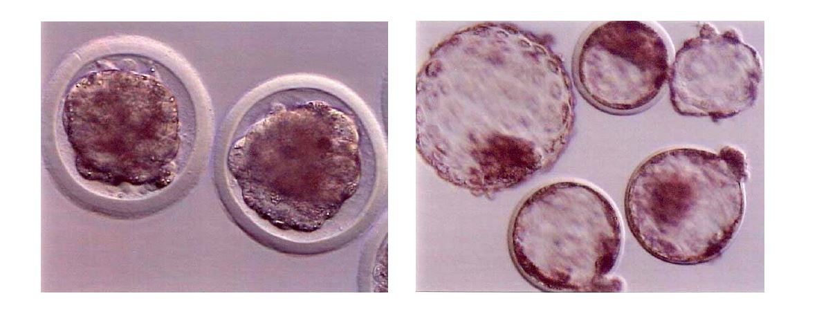 그림 7. Sperm factor activated NT embryos developed to compacted morulae (left) and hatching, hatched blastocysts (right) cultured in G1G2 for 7 days.