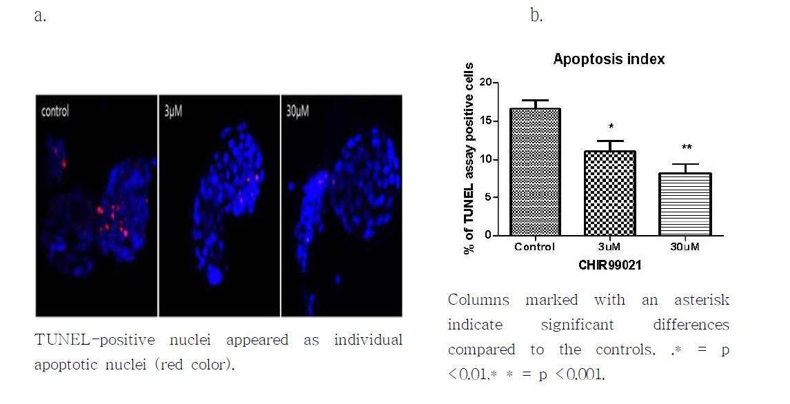 그림 8. Effect of CHIR99021 on the apoptotic status in bovine blastocysts. Results are expressed as a percentage of TUNEL assay positive cells of blastocysts.