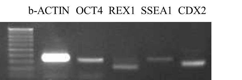 그림 13. RT-PCR을 통해 OCT-4, REX-1, SSEA-1, CDX-2 발현 확인