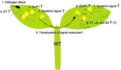 그림 4. GLIP1의 기능과 유도면역 신호전달체계에 대한 모델