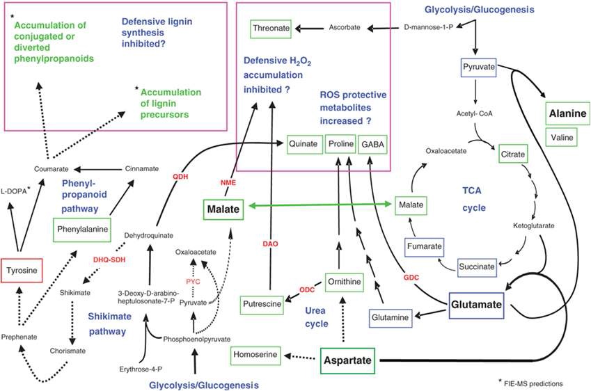 그림 5. 식물 면역체계 활성과 연계된 물질대사의 모식도
