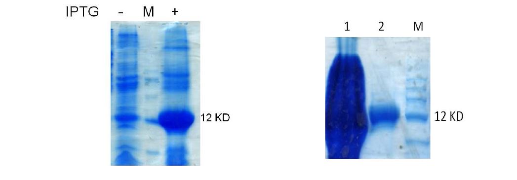 그림 17. DIR1 재조합 단백질 IPTG induction test 및 정제