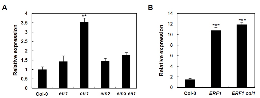 그림 19. ethylene 신호전달 변이체 (A)와 ERF1 과발현체 (B)에서의 GLIP1 발현 분석