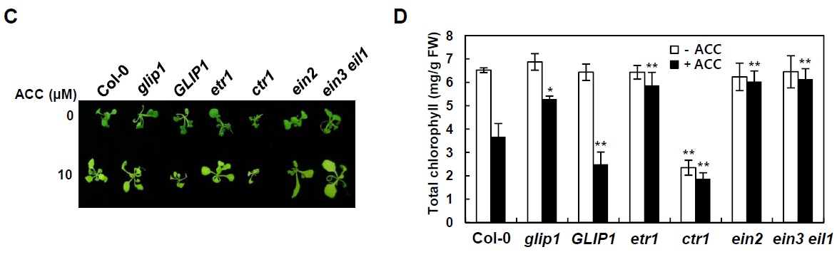 그림 23. ethylene 변이체들과 glip1, 35S:GLIP1 식물체의 ethylene 반응 표현형 조사
